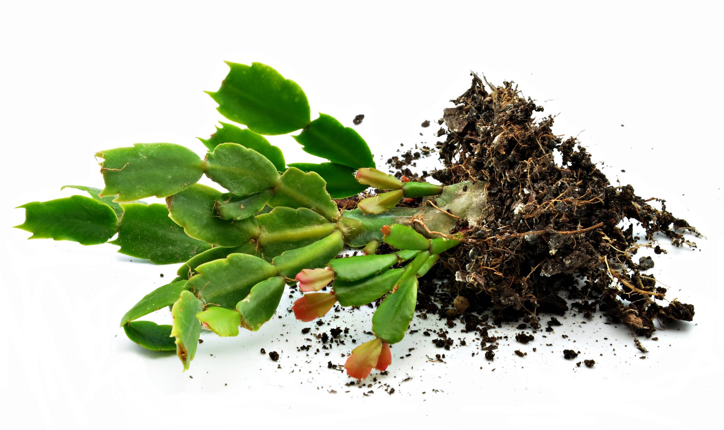 Christmas cactus on its side with an exposed root ball