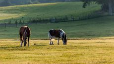 Turning a horse out