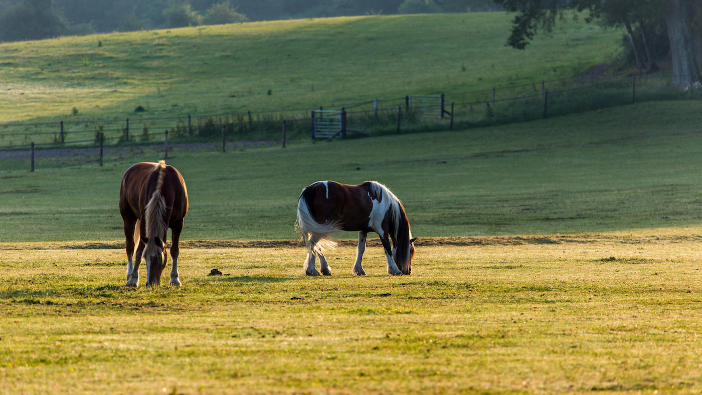 Turning a horse out