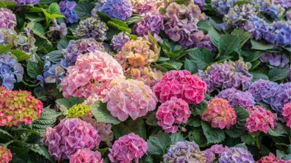 A shrub of multi-colored hydrangeas