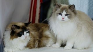Two ragdoll cats