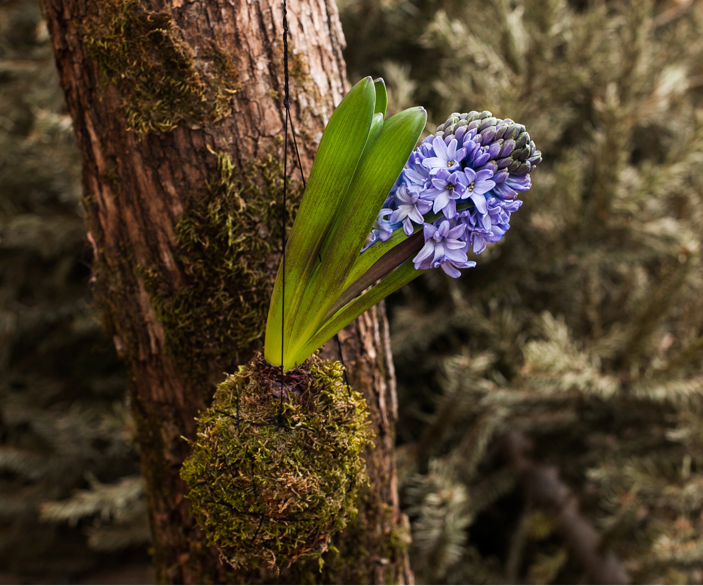 Blue hyacinth kokedama with tree trunk in the background