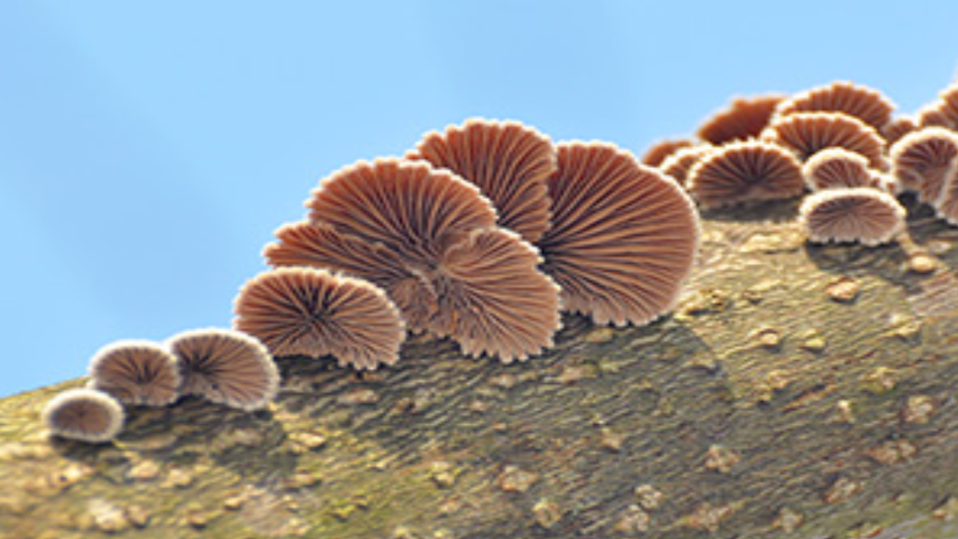 Mycelium of the split-gill mushroom
