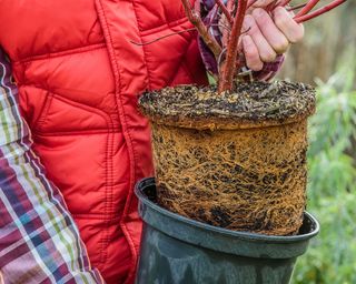 Taking red twig dogwood from its container