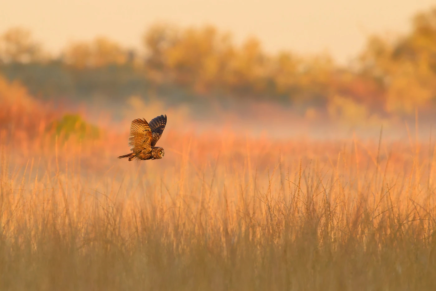 Owl in mid-flight over a golden field with soft-focus autumnal trees in the background during sunset