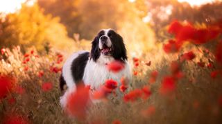 Landseer newfoundland in field of poppies