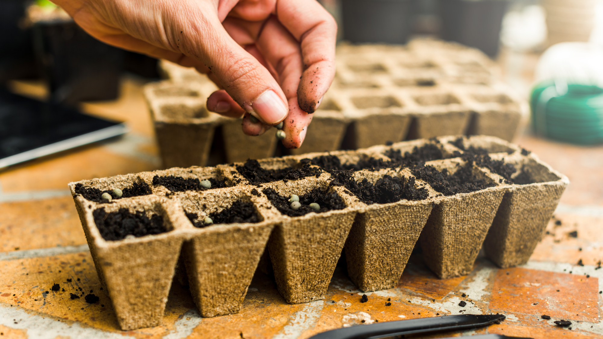 hand planting peas in seed tray 