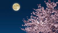 A glowing yellow full moon is seen in a dark blue sky with a pink blooming cherry tree below