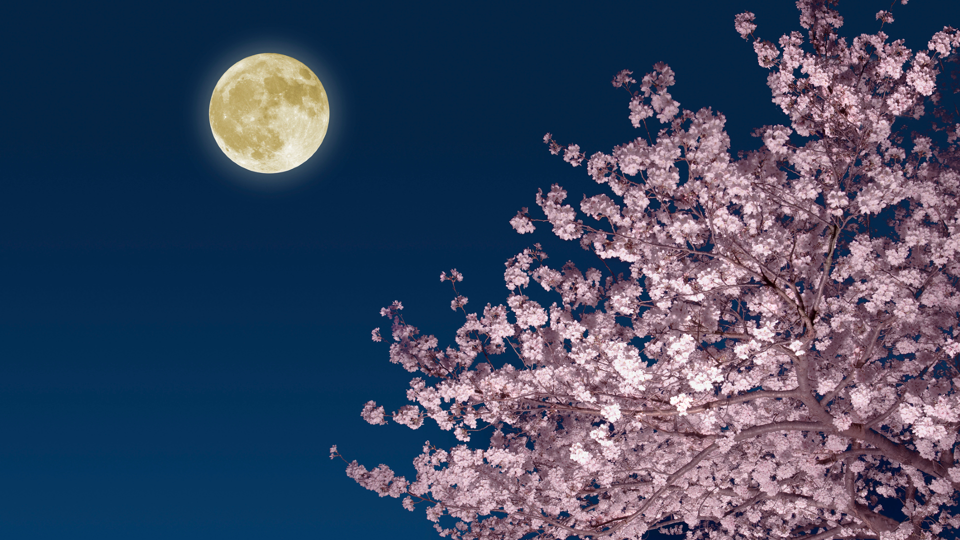 A glowing yellow full moon is seen in a dark blue sky with a pink blooming cherry tree below