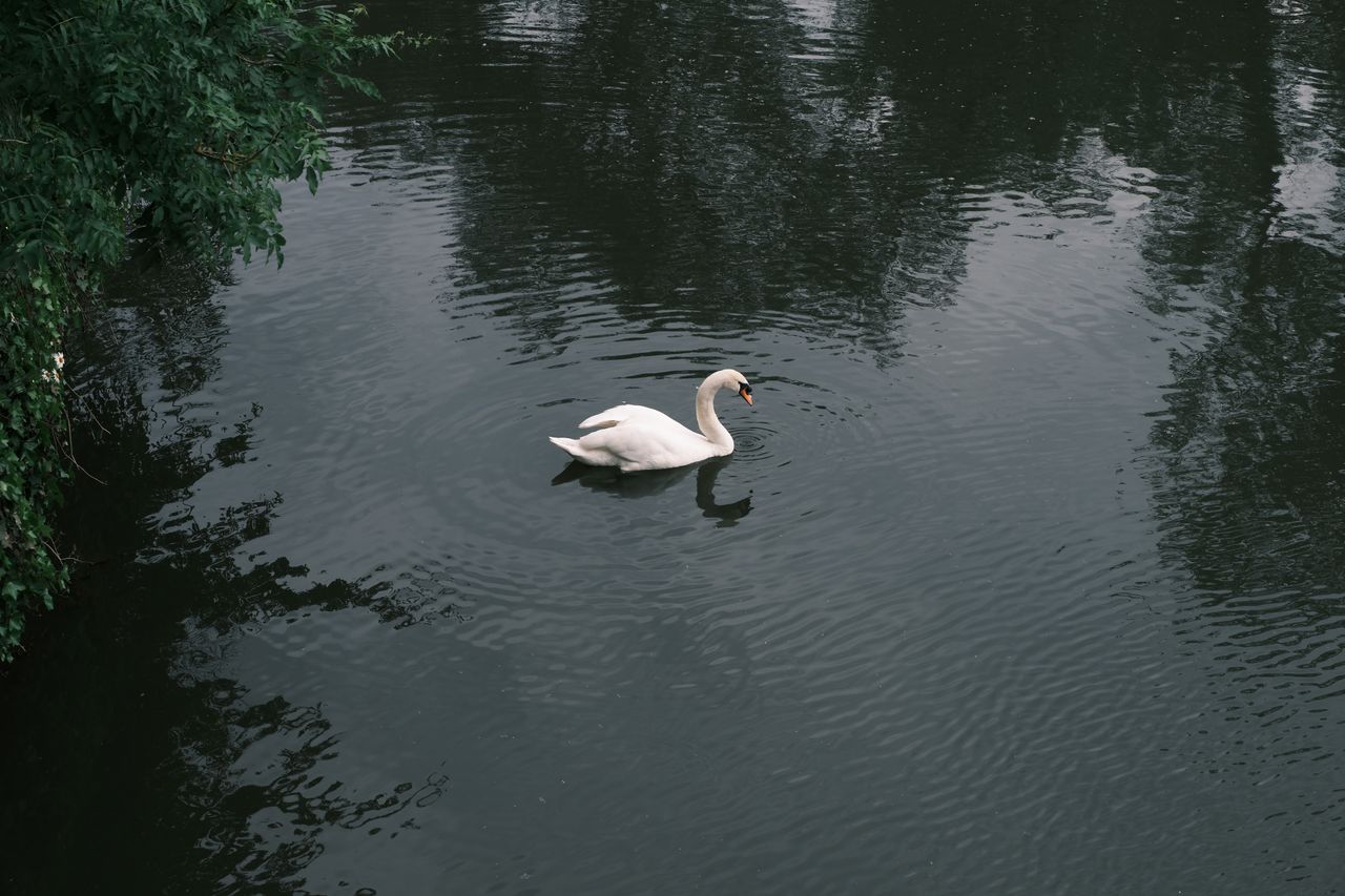 A white swan swimming in the River Avon in Bath, UK, taken on a Fujifilm X-T50