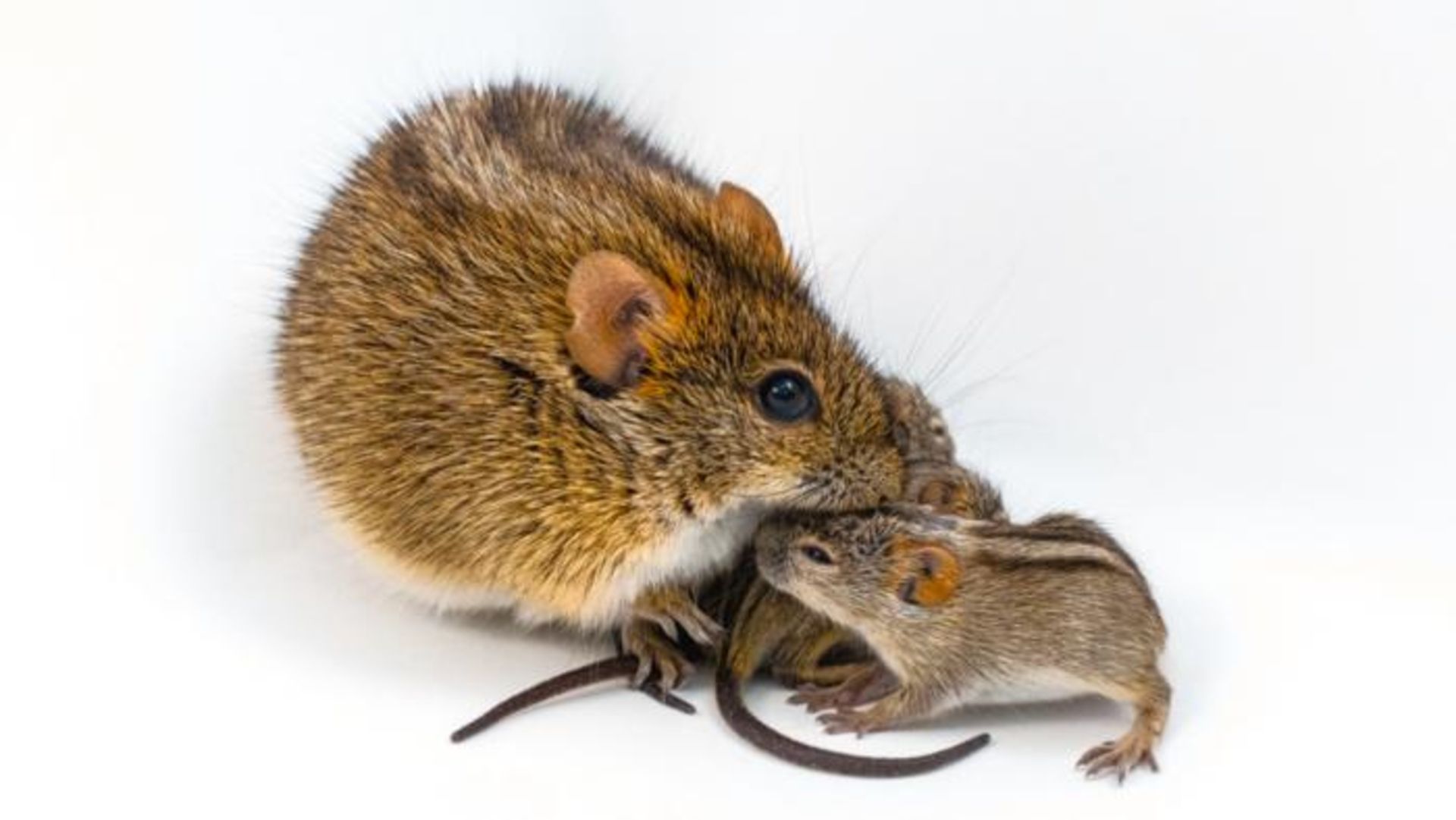 Scientists find genetic ‘switch’ in mice that turns caring dads into violent brutes