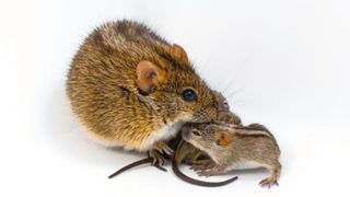 One large brown and black striped mouse huddles next to two smaller brown and black striped mice against a white background