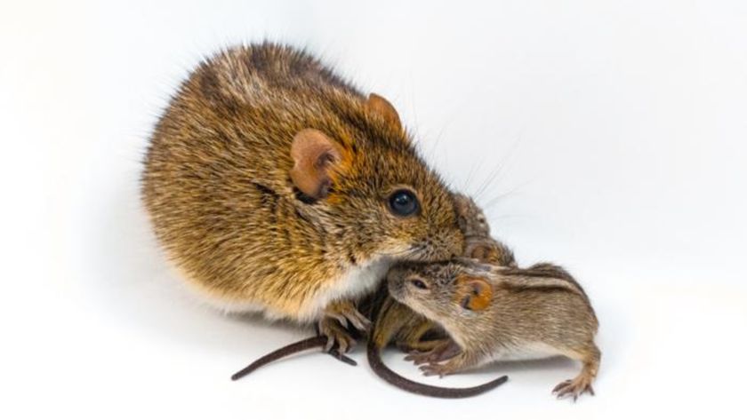 One large brown and black striped mouse huddles next to two smaller brown and black striped mice against a white background