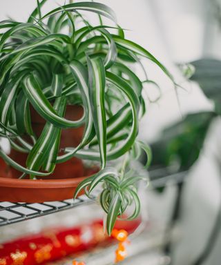 A spider plant on a shelf with fairy lights. Everything but the plant is in soft focus