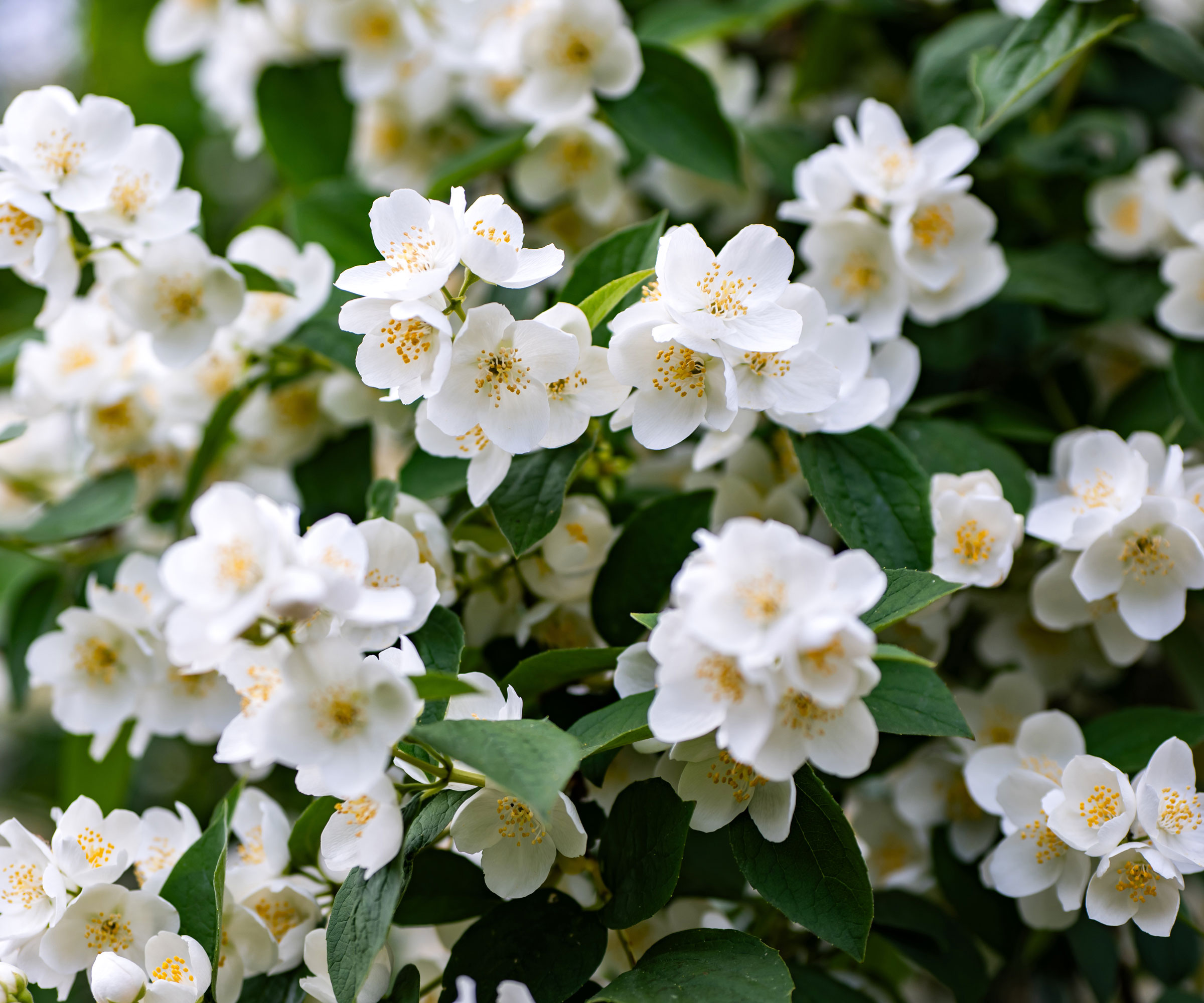 mock orange shrub with white flowers