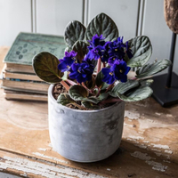 Saintpaulia 'Top Dark Blue' African violet with cement pot: £17.98 at Waitrose Garden