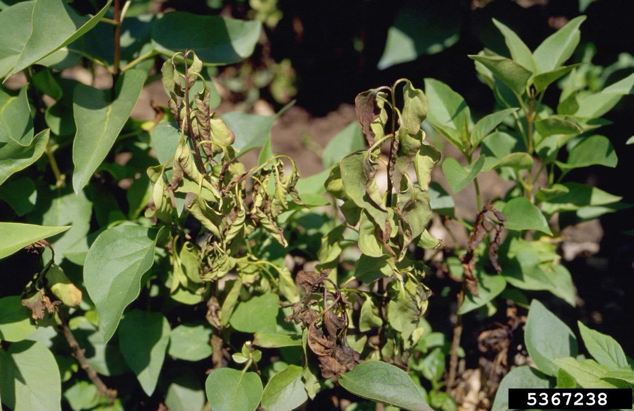 Diseased Lilac Plant