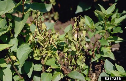 Diseased Lilac Plant