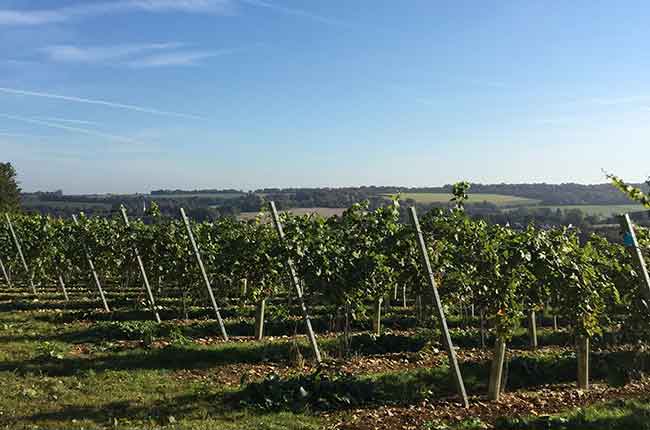 plant UK vineyards