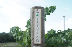 Picpoul block at Tablas Creek