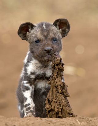 remembering african wild dogs image 3