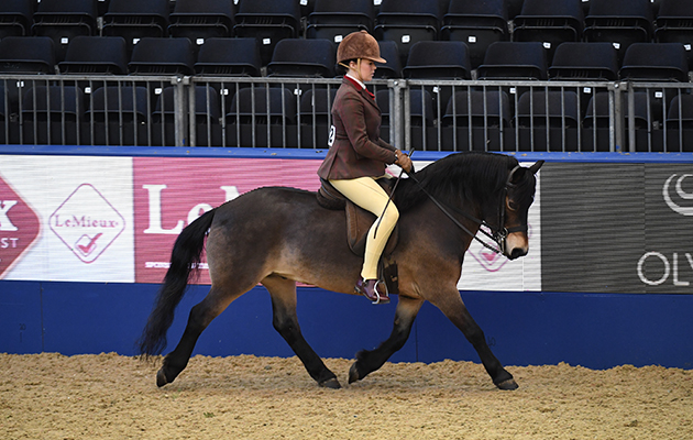 Exmoor pony