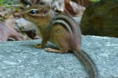 Eastern chipmunk