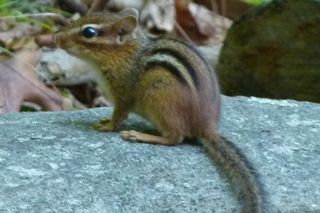 Eastern chipmunk