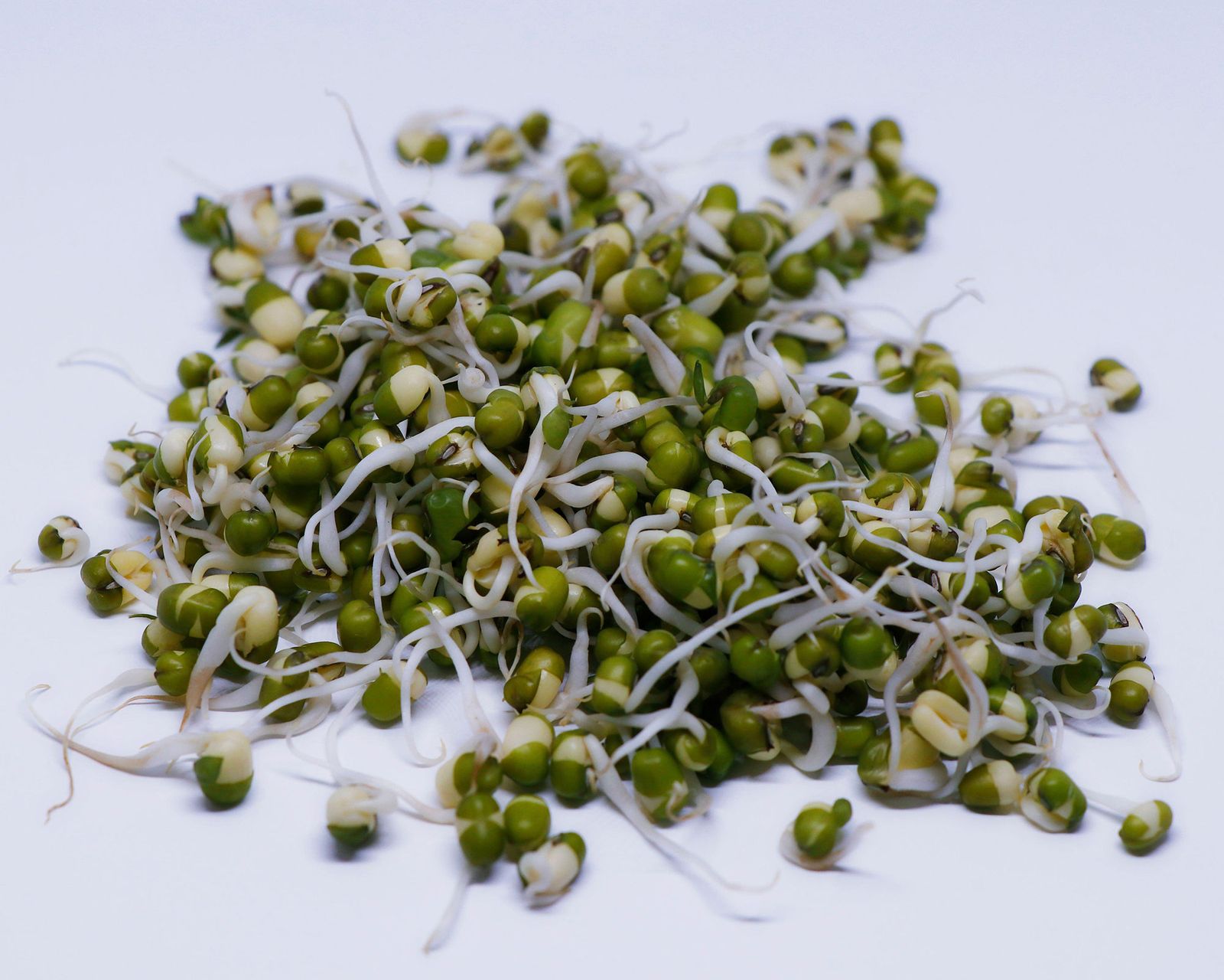 How to grow bean sprouts simple tips for growing them at home