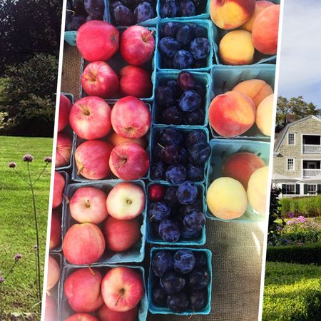 Natural foods, Local food, Fruit, Apple, Plant, Food, Tree, Rose family, Grass, Produce, 