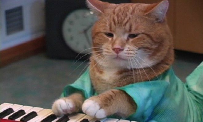 Keyboard Cat