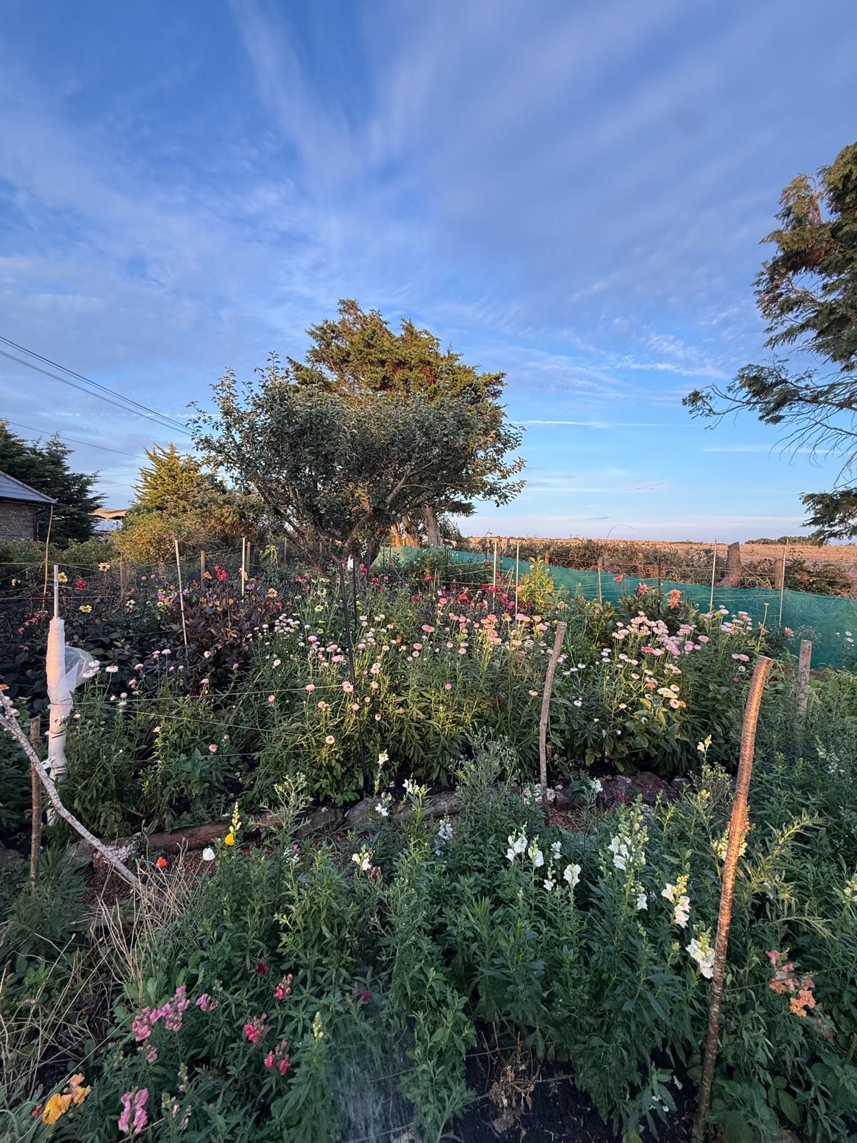 Dahlias growing in flower beds underneath a blue sky