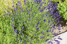 Woody Lavender Plant