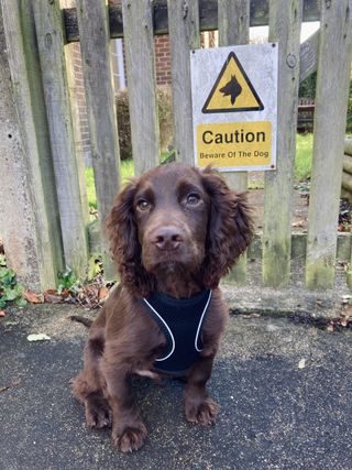 beware of the dog sign and a cute puppy