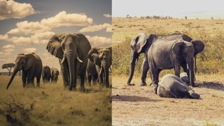 Two images of elephants, one is real one is AI generated