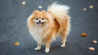 Close up of small red Pomeranian dog standing on concrete with autumn leaves