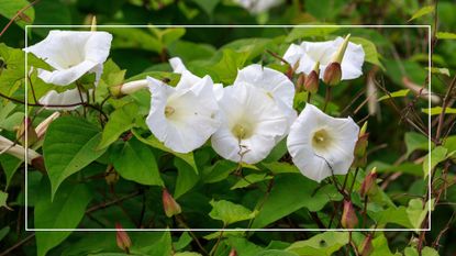 picture of full grown flowered bindweed 