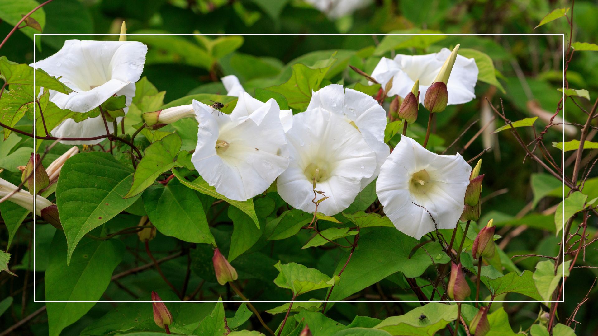  picture of full grown flowered bindweed 