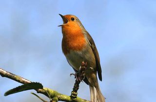 Top 10 British birds