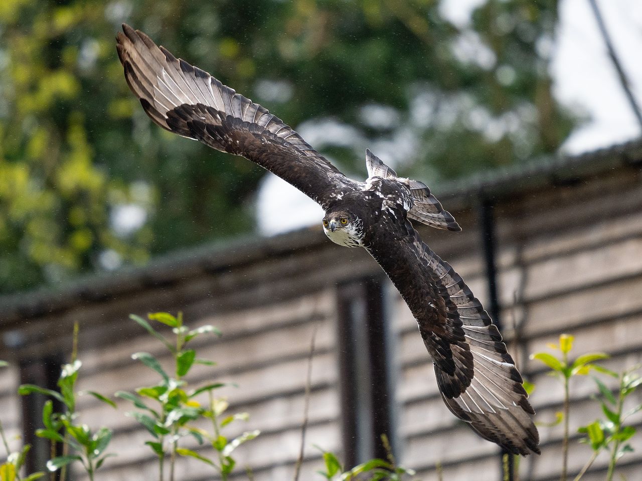 Hawk at Hawk Conservancy Trust, Hampshire, against gray sky, wooden building and trees