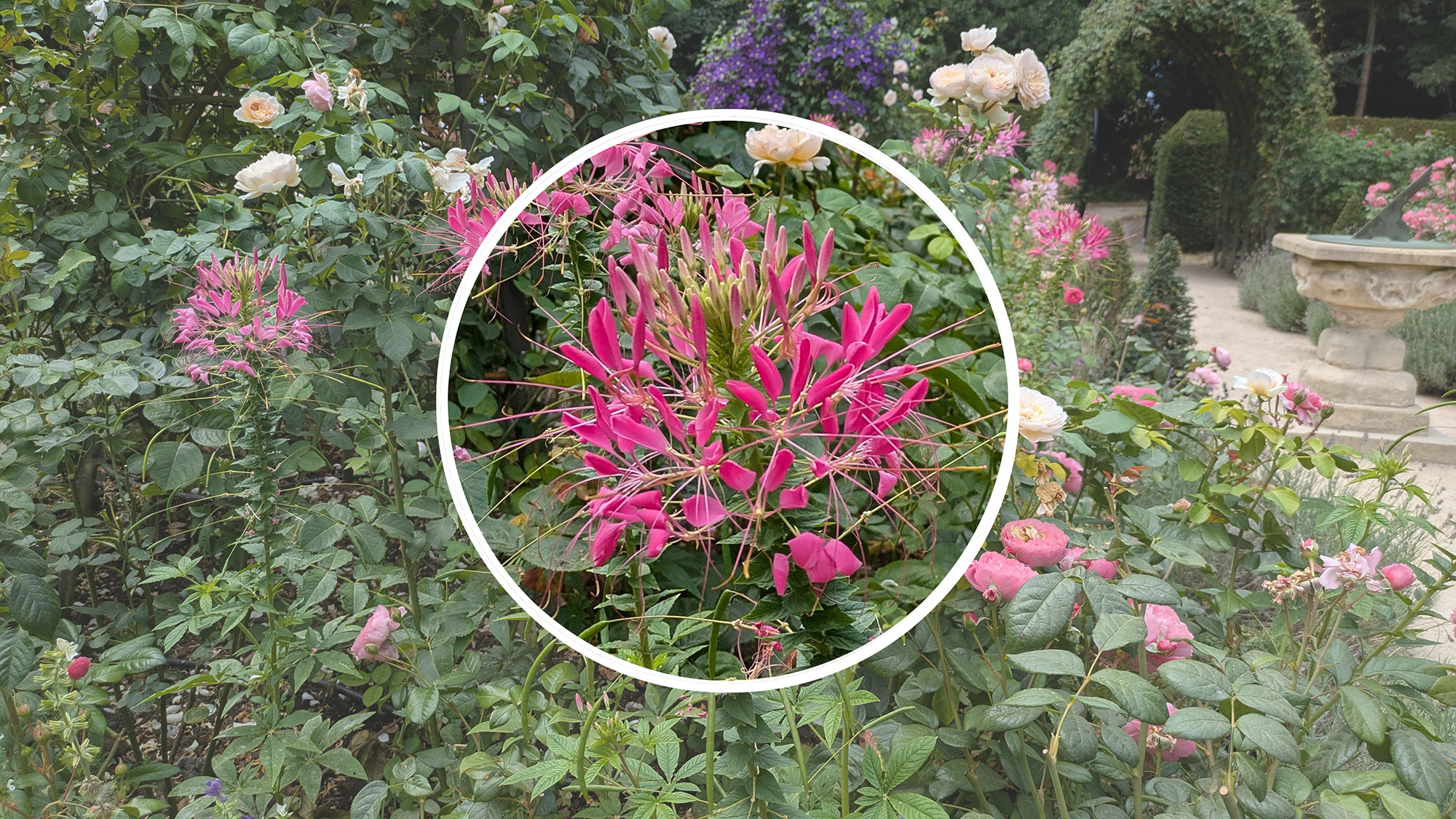 Closeup image of plant for AI identification