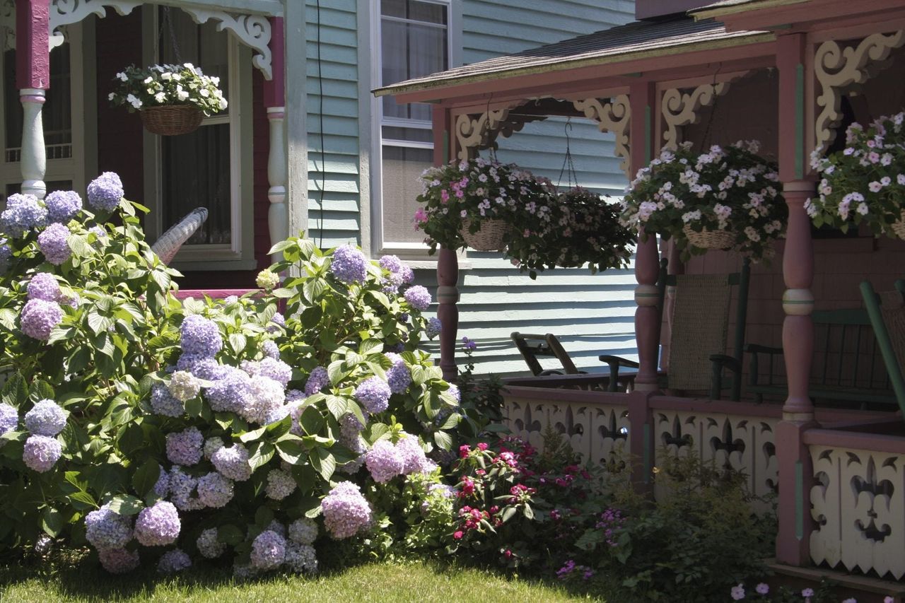 Large Hydrangea Bushes Infront Of House