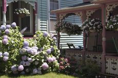 Large Hydrangea Bushes Infront Of House