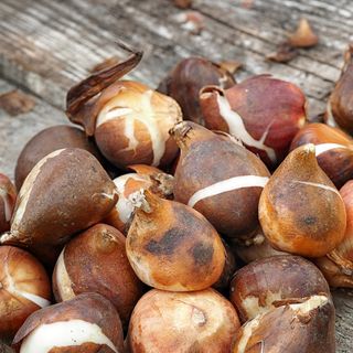 A pile of tulip bulbs on a wooden table