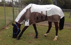 Hilly enjoying turnout in Australia's quarantine facilities