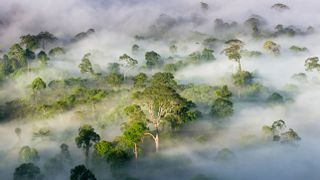 Mist hangs over the upper canopy of the dipterocarp rainforest in Borneo's Danum Valley.