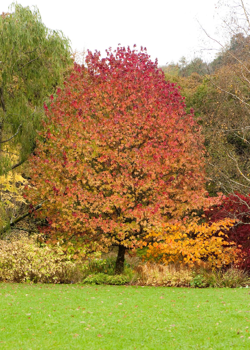 Best trees for shade including fastgrowing varieties Homes & Gardens