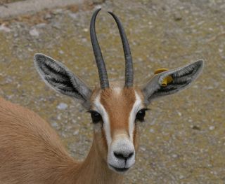 Researchers used the bones of ruminants, like this Gazella dorcas (a small, desert dwelling Gazelle from North Africa) to learn about the body temperature of dinosaurs.