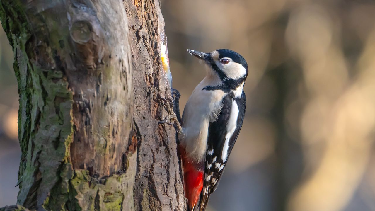 Greater spotted woodpecker resting on a tree