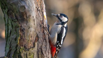 Greater spotted woodpecker resting on a tree